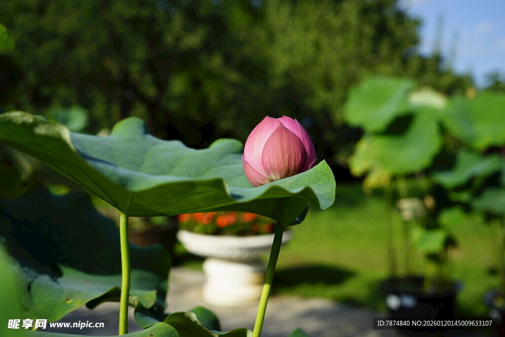 含苞待放的娇艳荷花