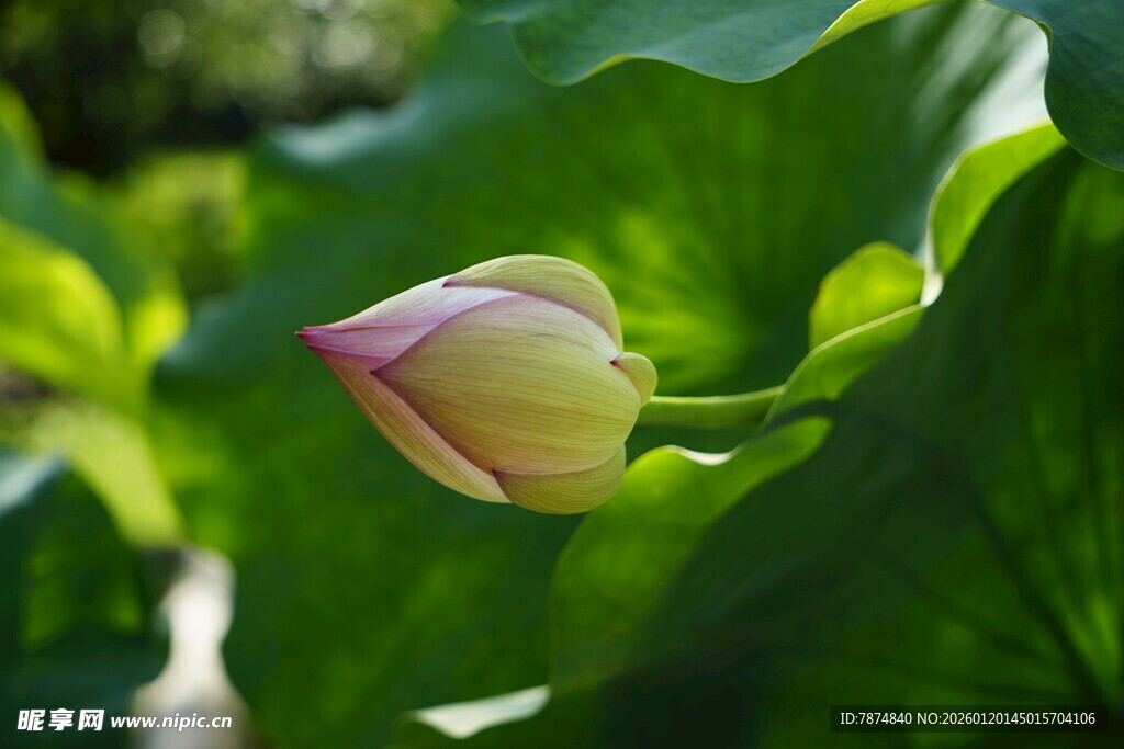 含苞待放的粉嫩荷花