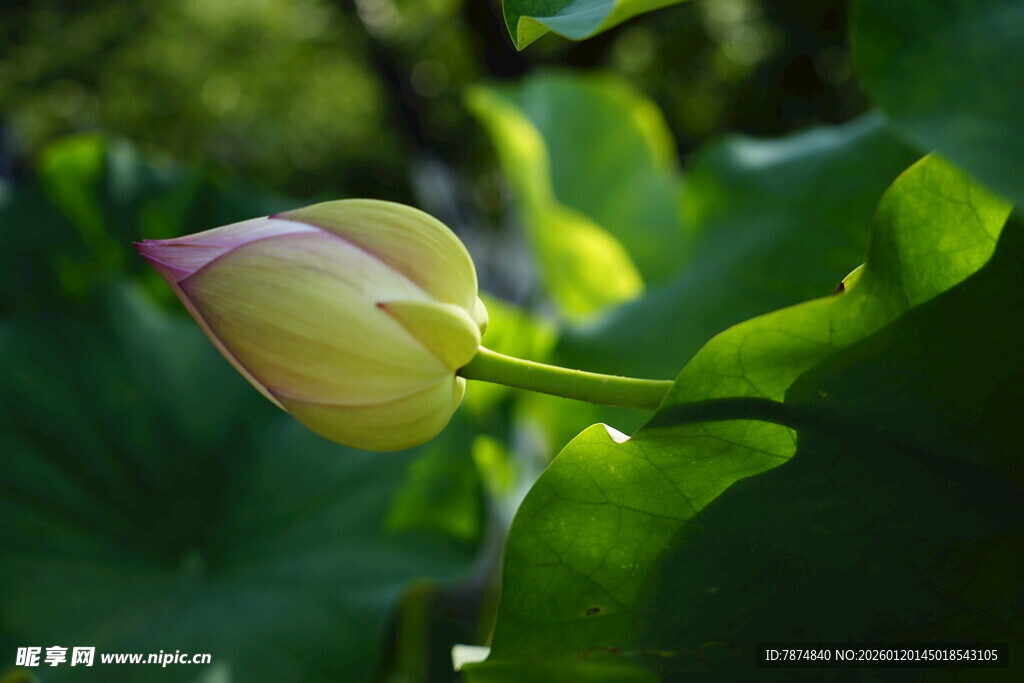 含苞待放的荷花