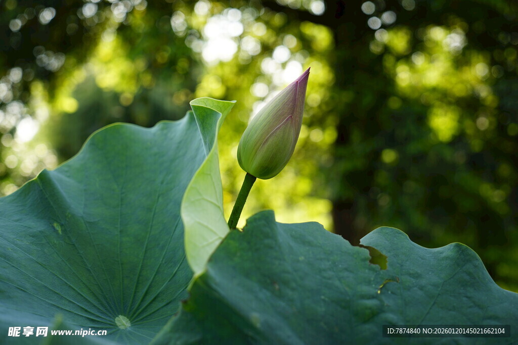 含苞待放的清新荷花