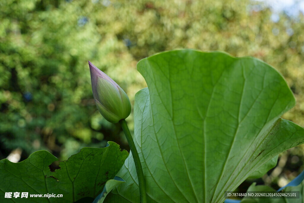 含苞待放的绿叶植物
