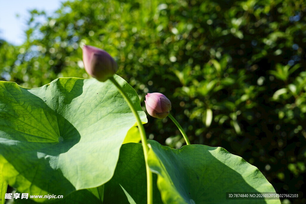 荷间双苞 绿意盎然