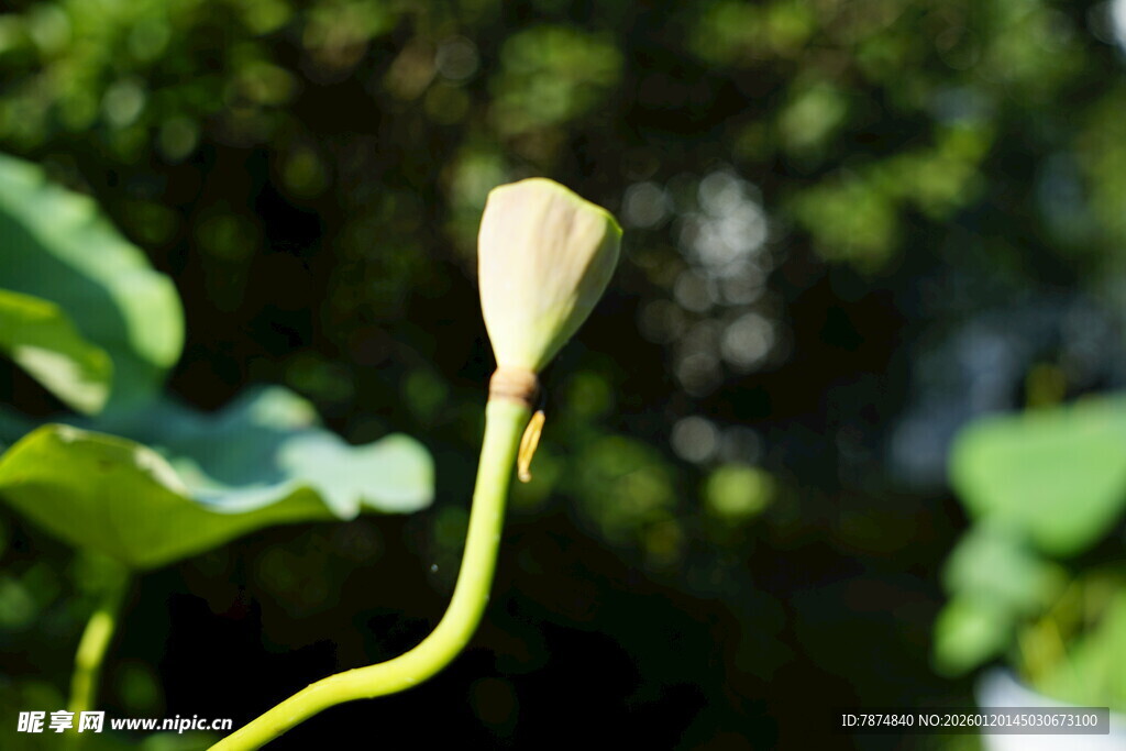 含苞待放的荷花