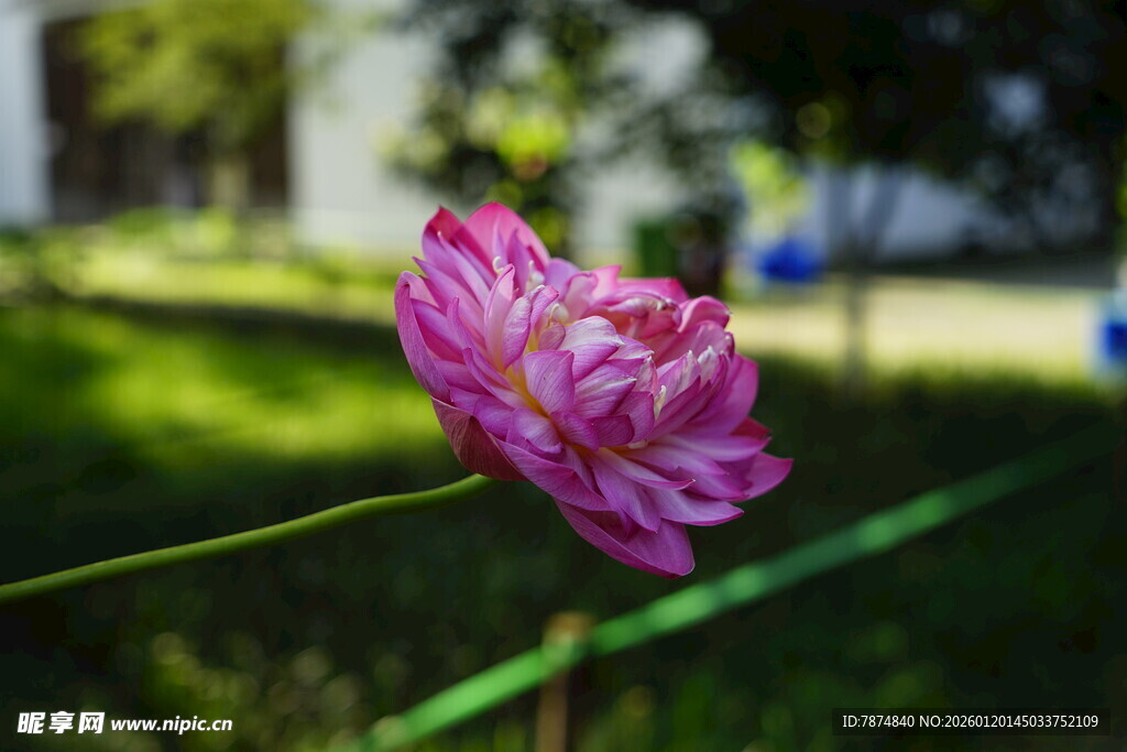 娇艳粉色花朵绽放于绿野