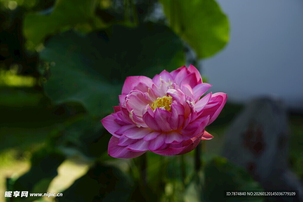 娇艳粉色荷花绽放