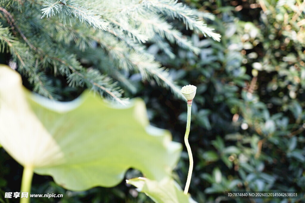 阳光下的嫩绿叶片