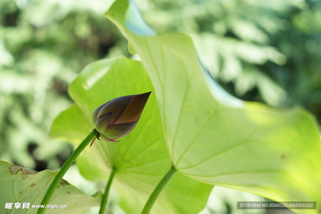 含苞待放的翠绿荷叶