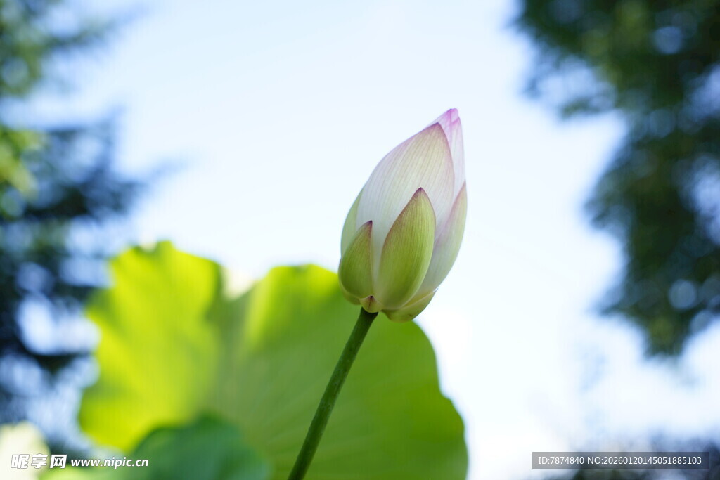 含苞待放的清新荷花
