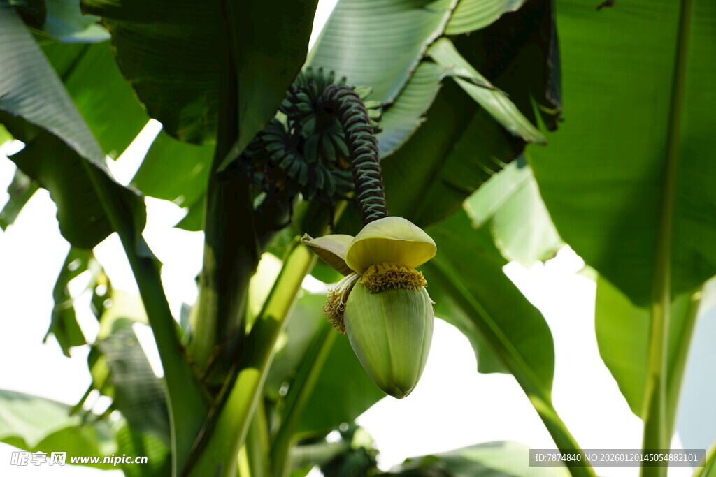 香蕉树花朵特写
