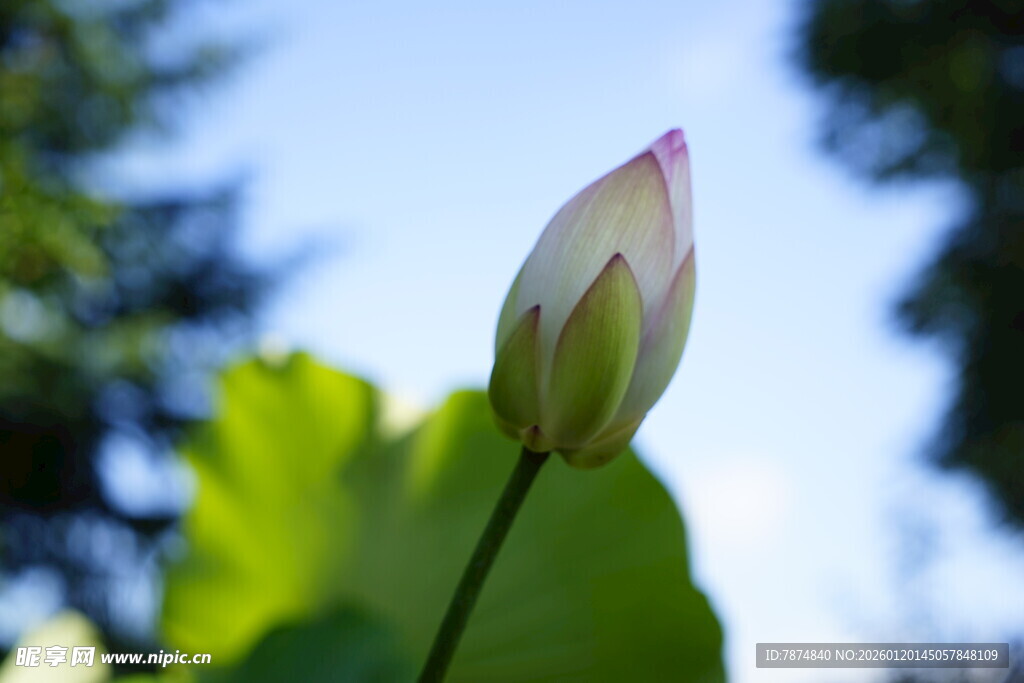 含苞待放的清新荷花