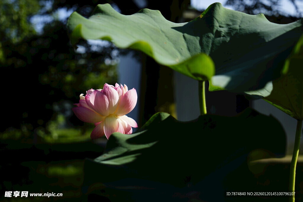 绽放的粉色荷花