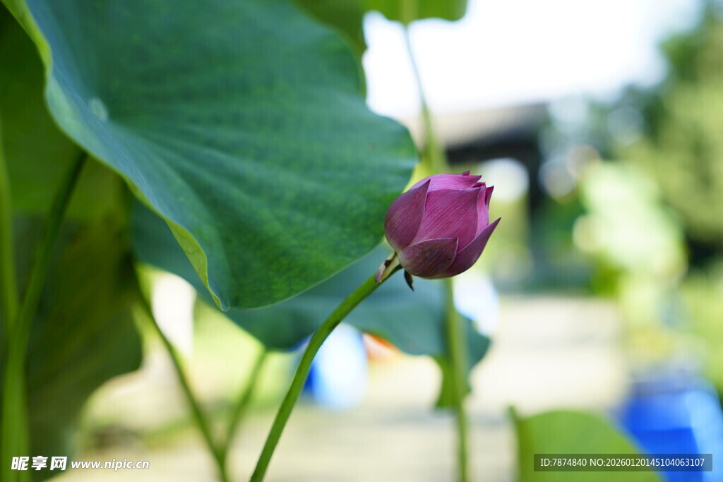 含苞待放的娇艳荷花