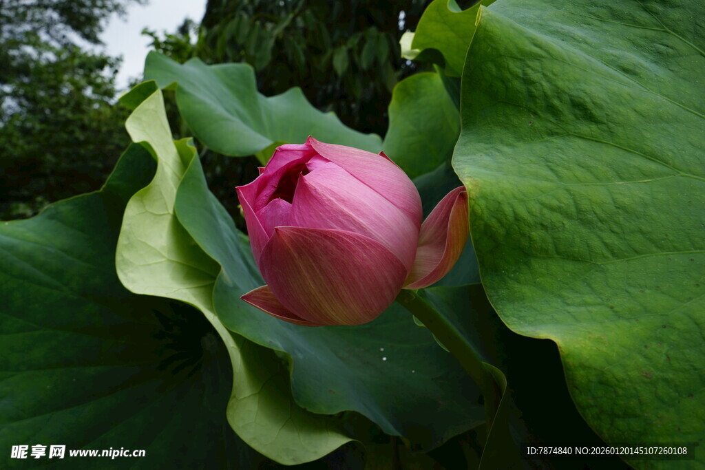 含苞待放的娇艳荷花