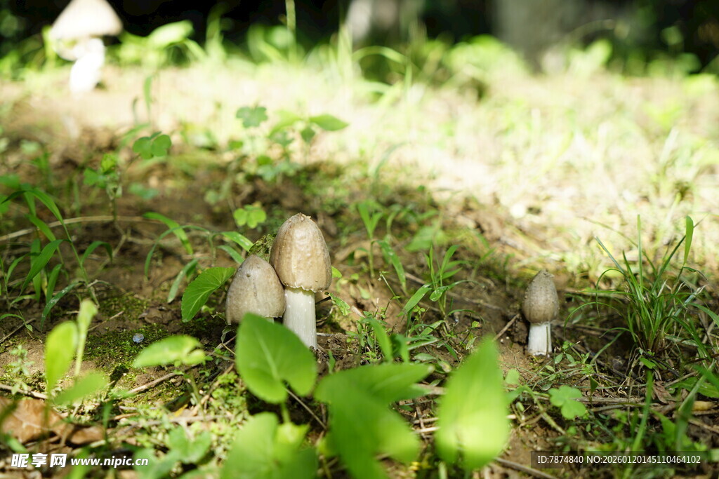 林间草地上的可爱小蘑菇