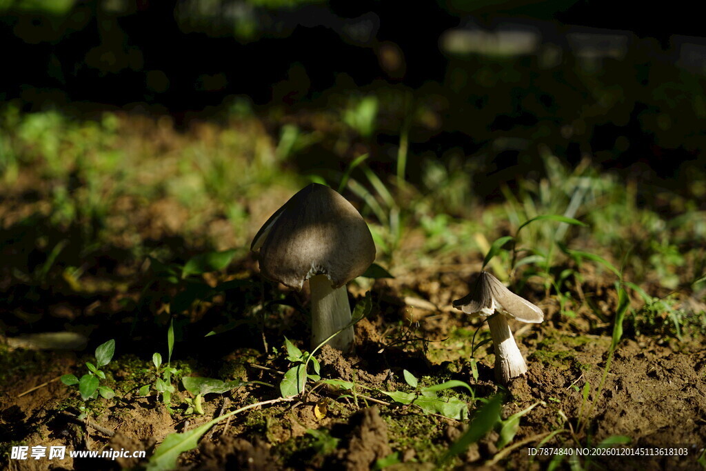 草丛中的小蘑菇