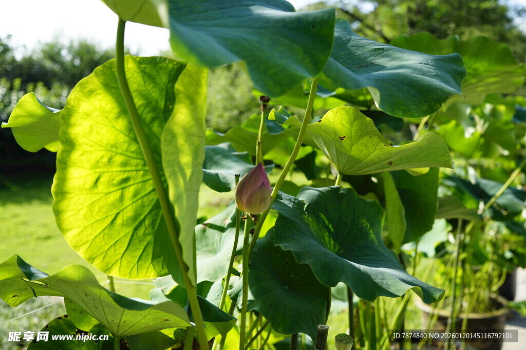 翠绿荷叶间的娇艳荷花