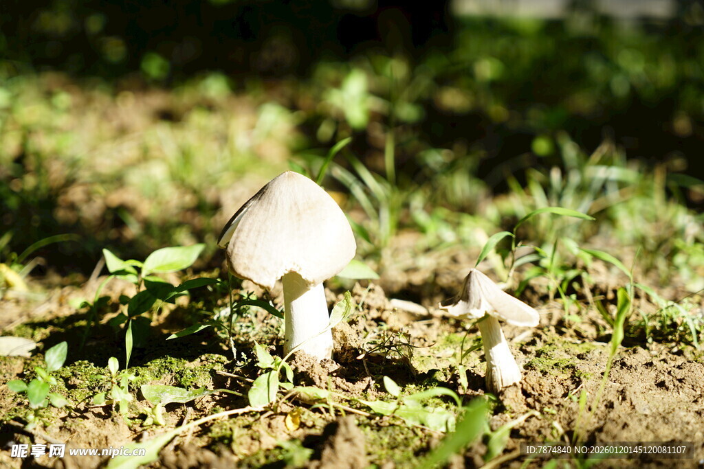 草地上的白色蘑菇