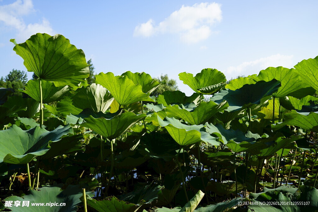 夏日荷塘绿意盎然