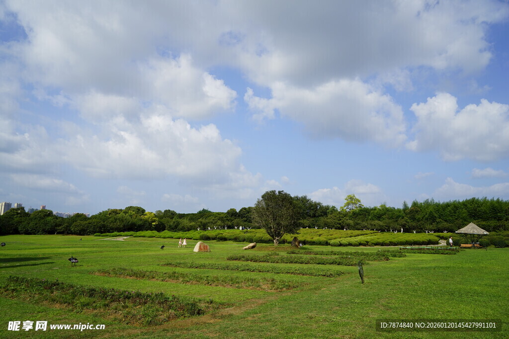 田园风光 绿意盎然的田野
