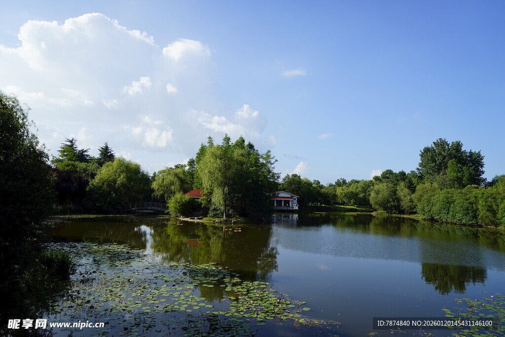 湖畔绿树环绕的宁静风光
