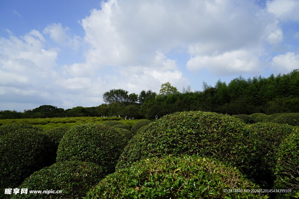 绿意盎然的整齐茶园景观