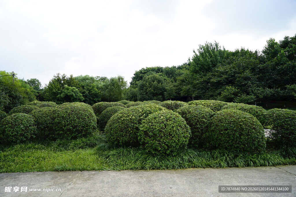 整齐球形绿植景观