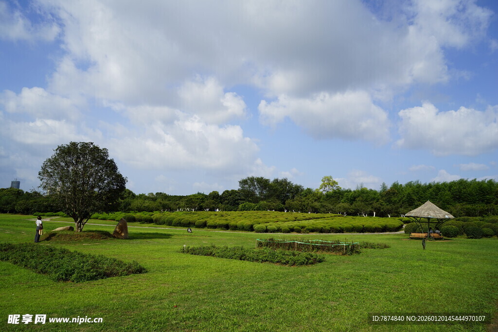 田园风光中的静谧草地