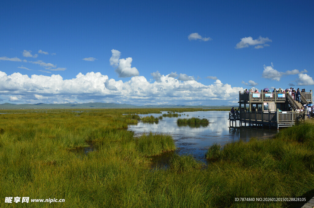湿地风光中的栈桥美景