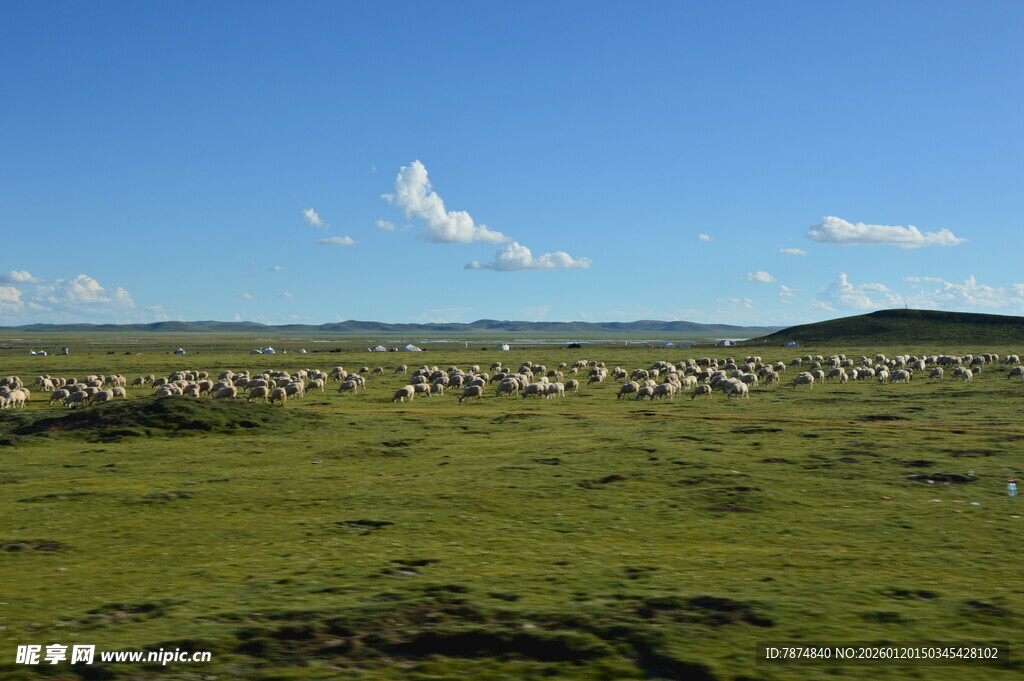 草原羊群 蓝天绿地美景