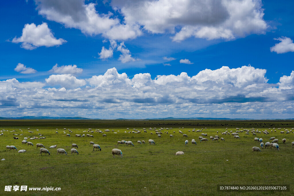 草原羊群蓝天白云美景