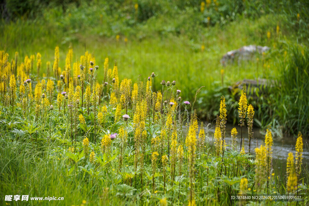 山间黄花绽放的清新景致