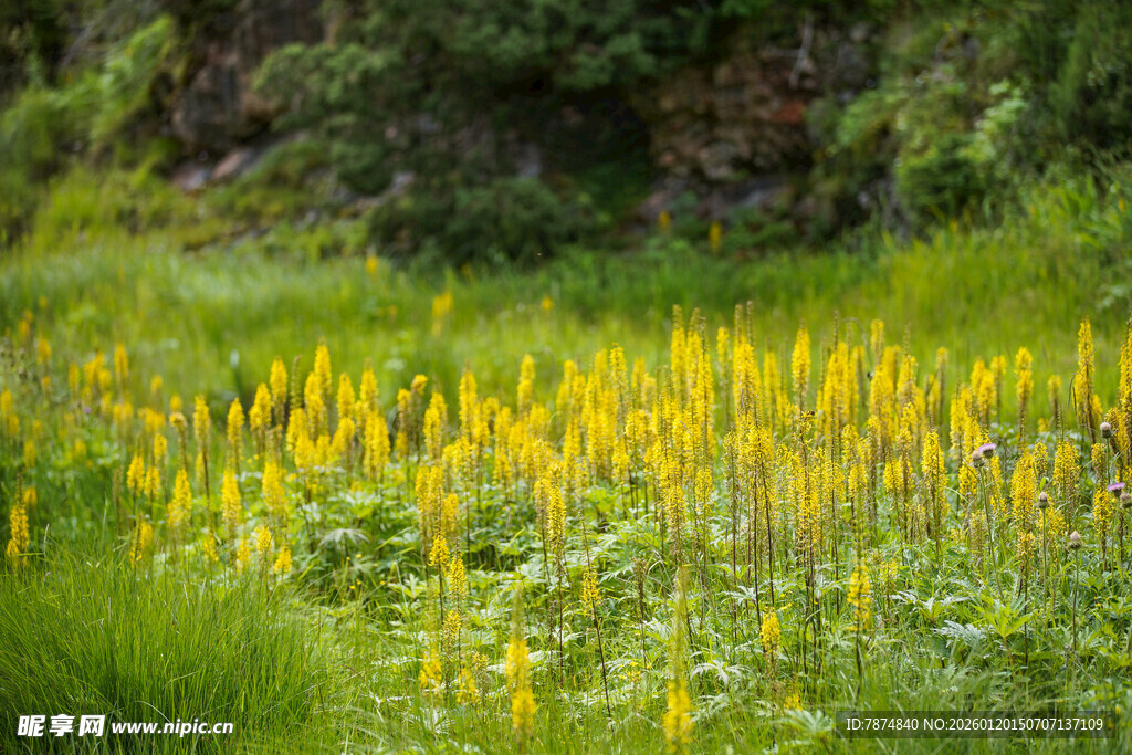 金黄野花绽放于绿野间