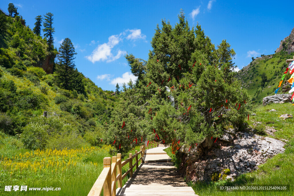 山间木径旁的葱郁景致