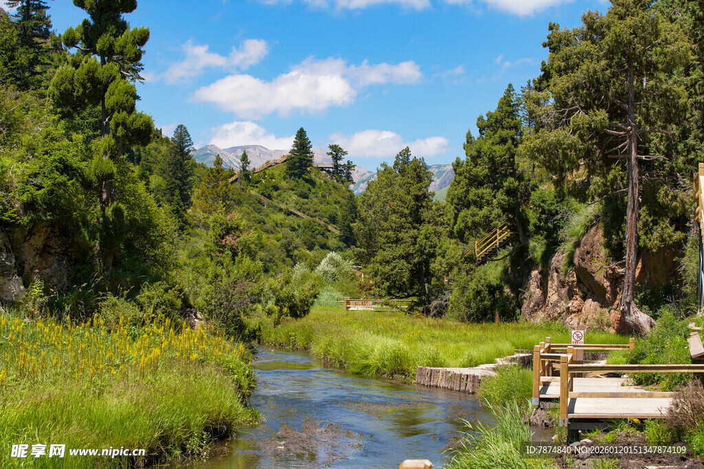 林间小溪畔的自然美景