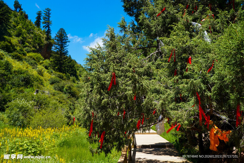 山间小径旁的艳丽红果