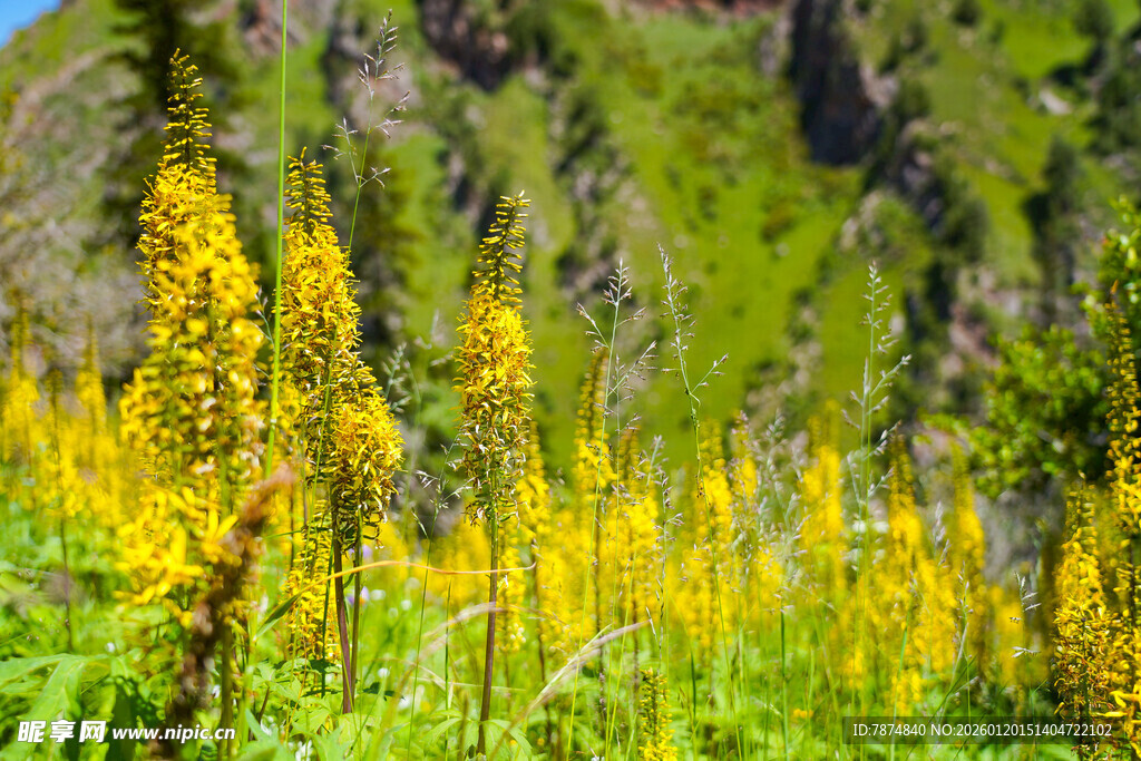 山间盛放的灿烂黄色野花