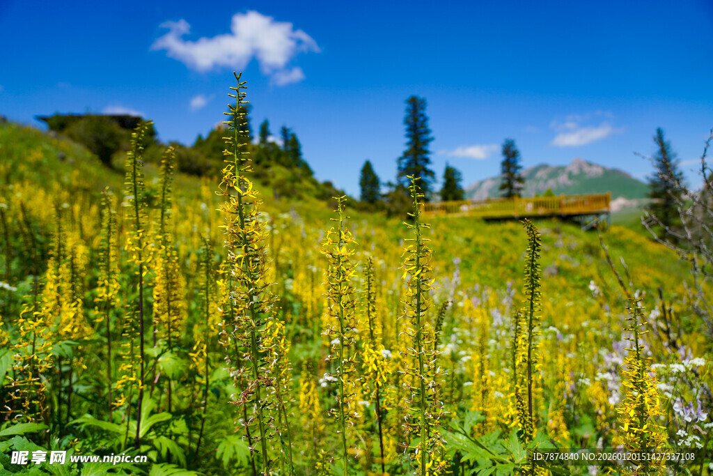 山间灿烂绽放的黄色野花