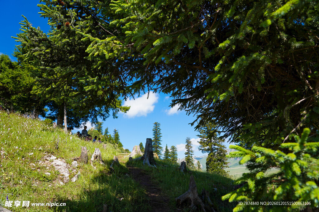 山间绿荫小道 清新景致