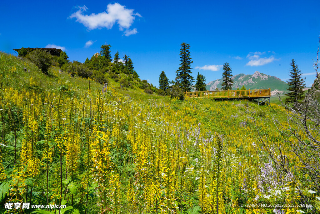 山坡上的绚烂野花景观