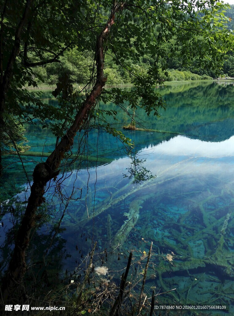 森林中的清澈幽蓝湖水