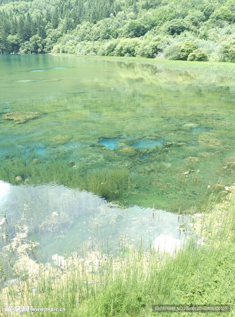 清澈湖水边的绿意景致