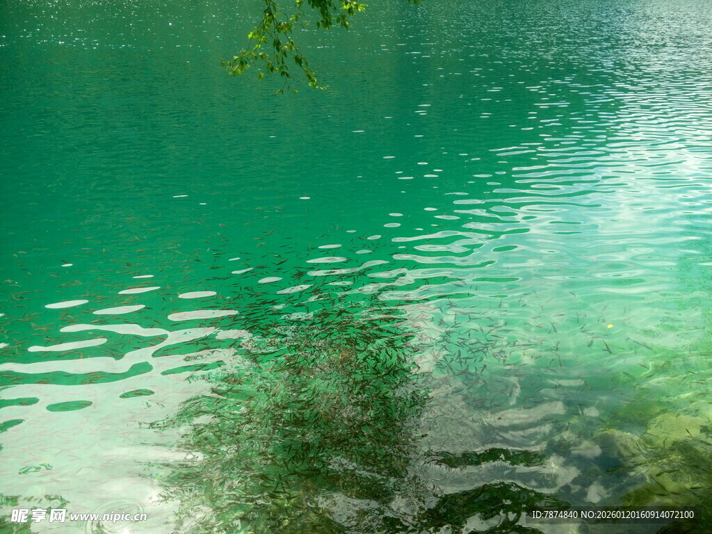 碧绿湖水与岸边绿植倒影