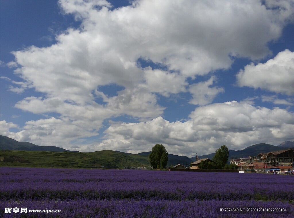 紫色薰衣草田与蓝天白云