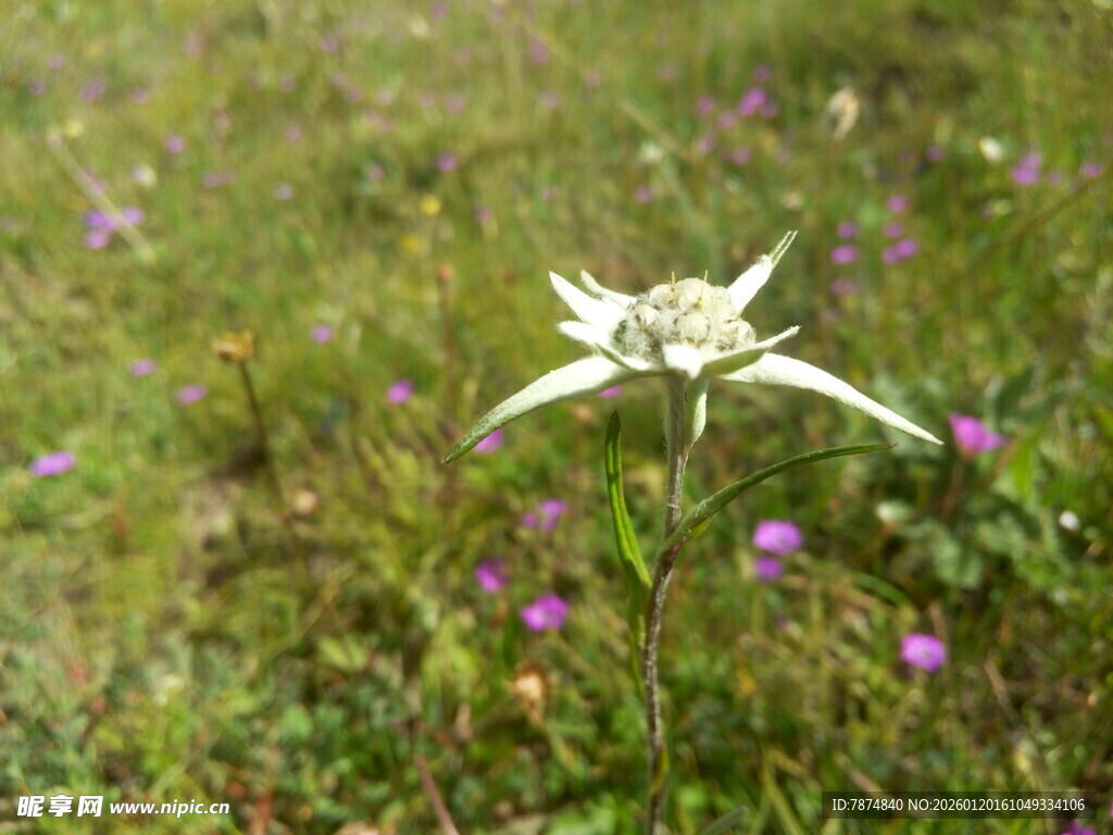 草地上的白色星形花朵