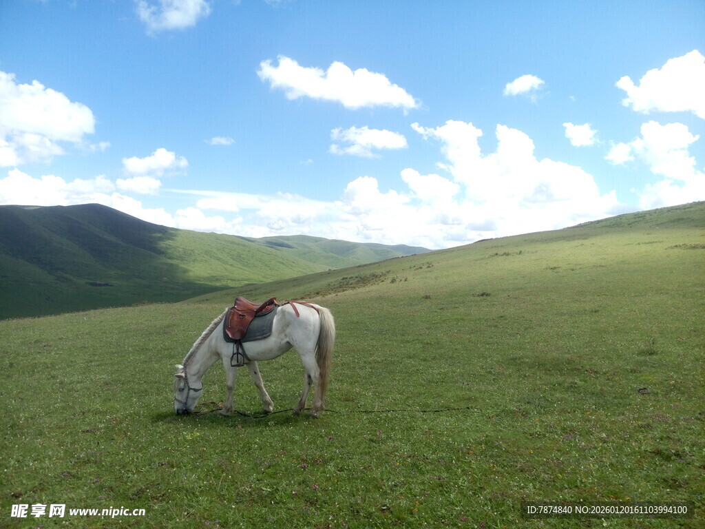 草原上独自吃草的白马