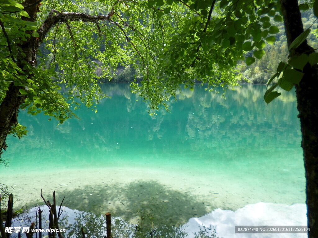 翠绿湖水与繁茂树木景观