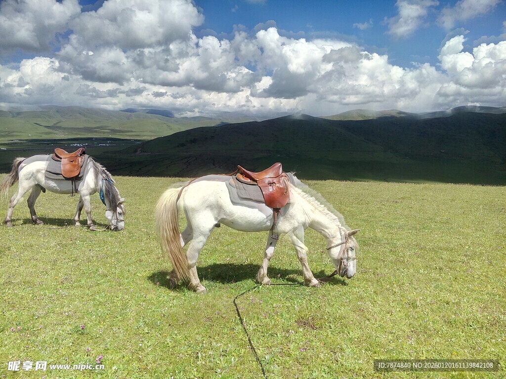 草原上的两匹驮鞍骏马