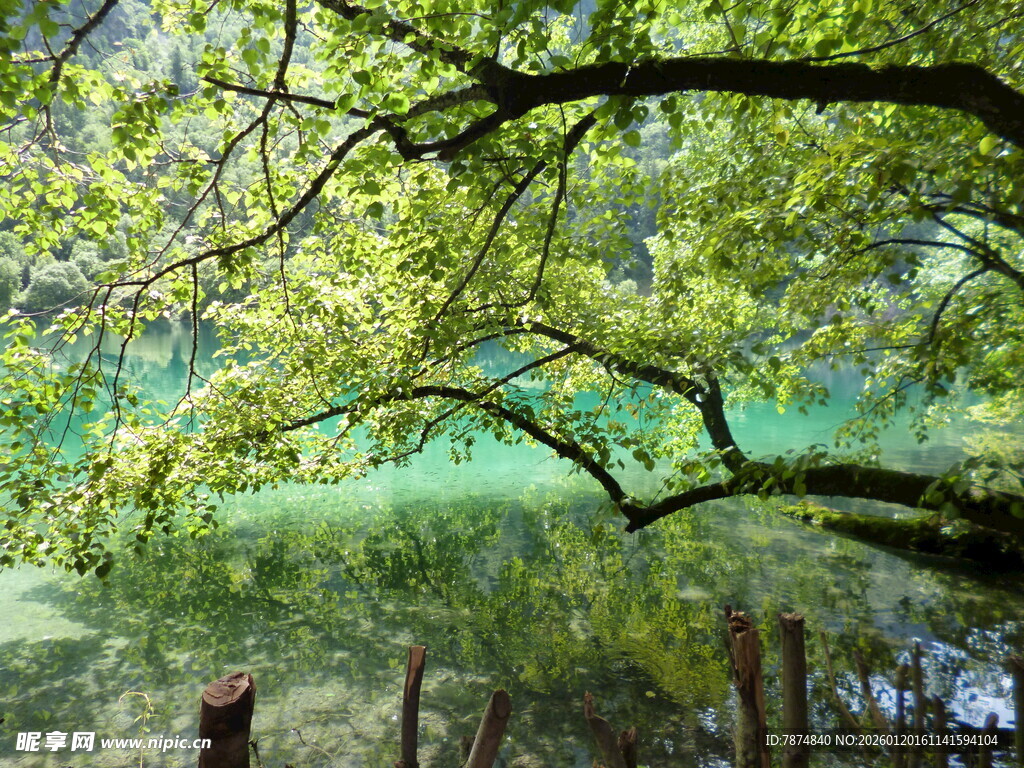 湖畔绿荫 静谧自然景致