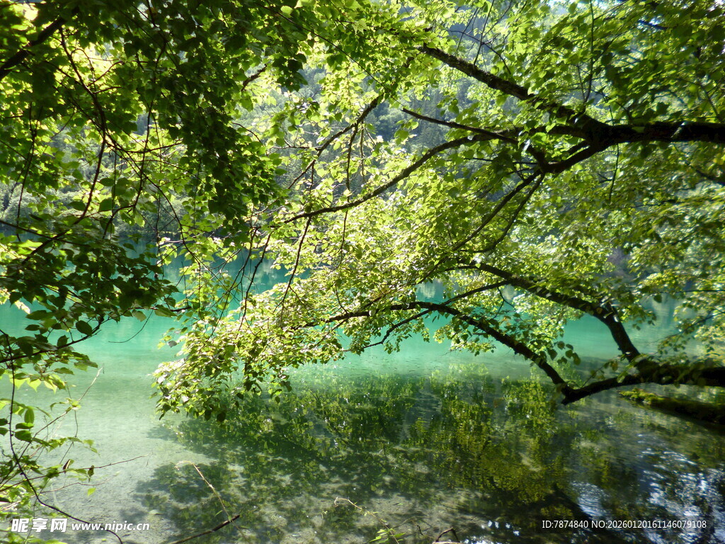 林间绿水畔的葱郁景致