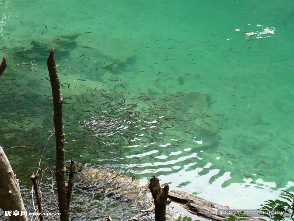 清澈湖水下的自然景象